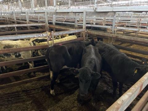 259 · 1 Angus X Heifer