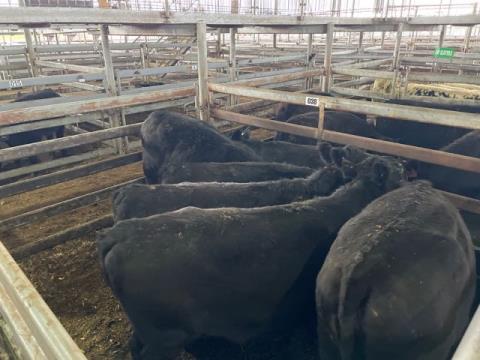 068 · 6 Angus Heifer
