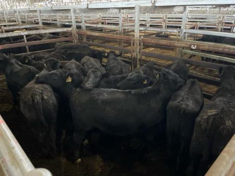 260 · 14 Angus X Heifer