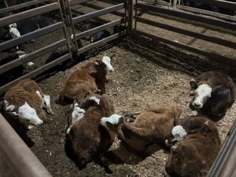 162 · 6 Hereford X Steer