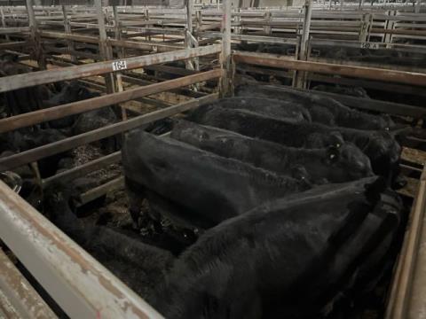 261 · 9 Angus X Weaner Heifers