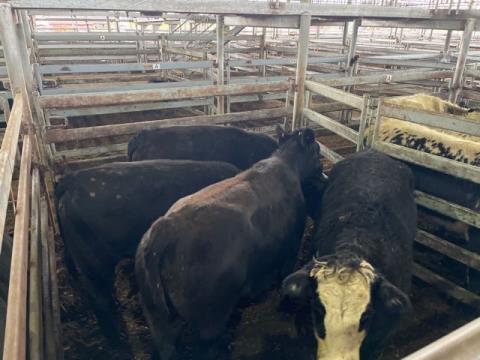 069 · 4 Angus X Grown Heifers