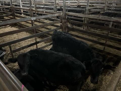 163 · 5 Angus X Steer