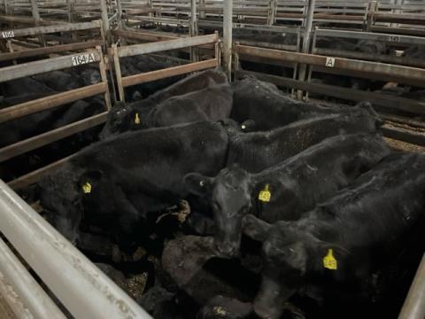 262 · 12 Angus X Weaner Heifers