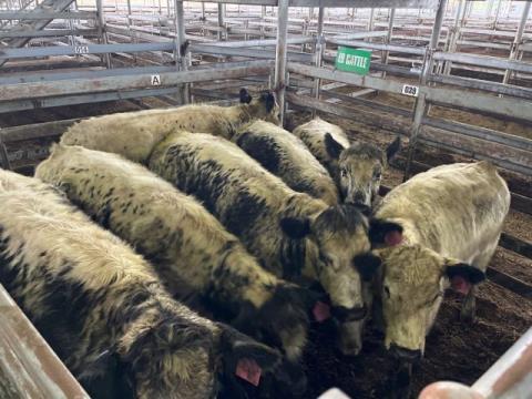 070 · 7 Speckle Park X Grown Heifers