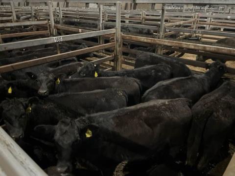 263 · 12 Angus X Weaner Heifers