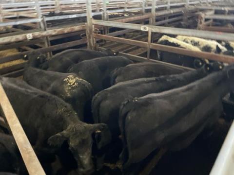 264 · 7 Angus X Weaner Heifers