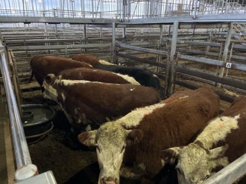 071 · 7 Poll Hereford X Grown Heifers