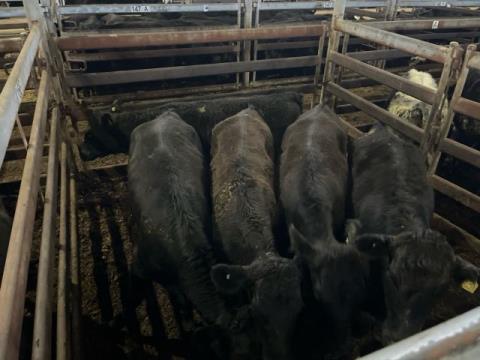 265 · 5 Angus X Weaner Heifers