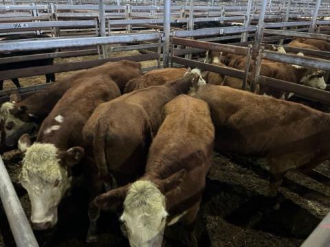 072 · 6 Hereford Heifer
