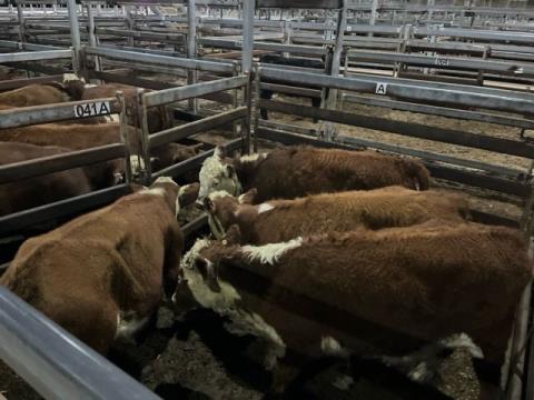 073 · 4 Poll Hereford Heifer