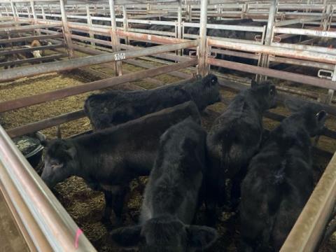 164 · 7 Angus X Steer