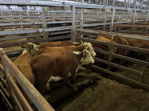 074 · 8 Hereford Heifer