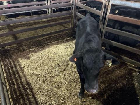 165 · 1 Angus X Steer