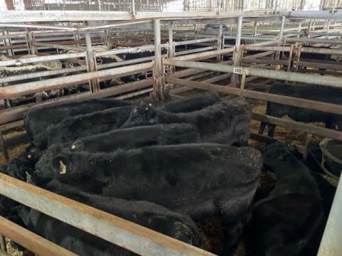 166 · 8 Angus X Steer