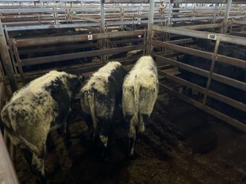 266 · 3 Speckle Park X Weaner Heifers