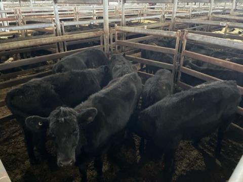267 · 6 Angus X Weaner Heifers
