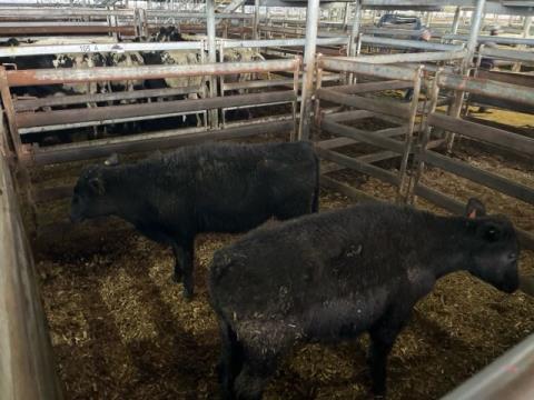 167 · 2 Angus X Steer