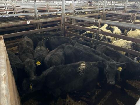 268 · 10 Angus X Weaner Heifers