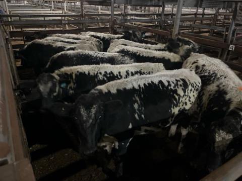 168 · 10 Speckle Park X Grown Steers