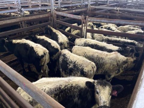 269 · 7 Speckle Park X Weaner Heifers