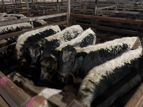 169 · 6 Speckle Park X Grown Steers