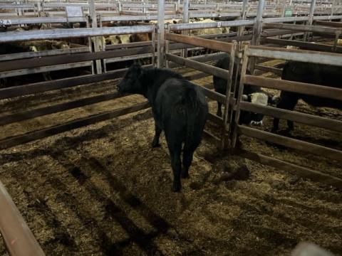 075 · 1 Angus Heifer