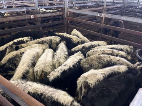 270 · 17 Speckle Park X Weaner Heifers