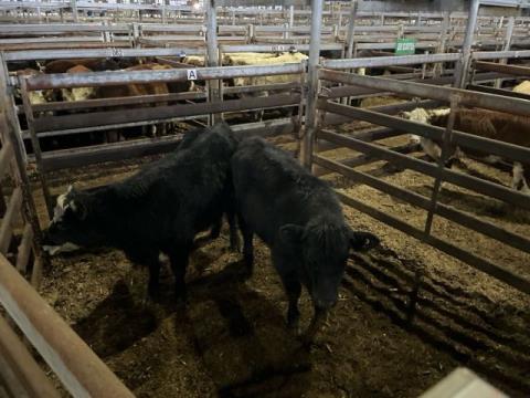076 · 2 Angus Heifer