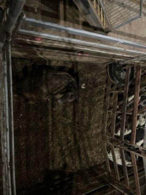 271 · 1 Murray Grey X Heifer