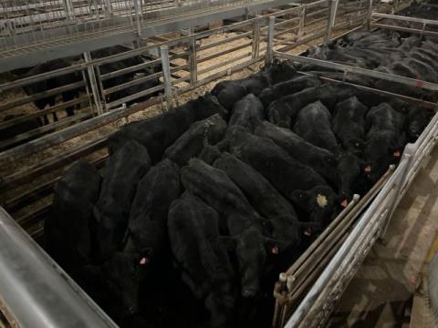 272 · 18 Angus X Grown Heifers