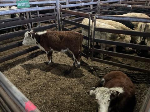 077 · 2 Hereford Heifer