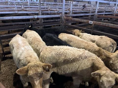 078 · 7 Charolais X Weaner Heifers