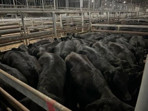 273 · 24 Angus X Grown Heifers