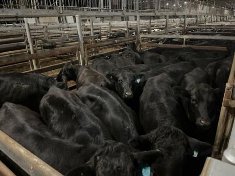 274 · 18 Angus X Grown Heifers