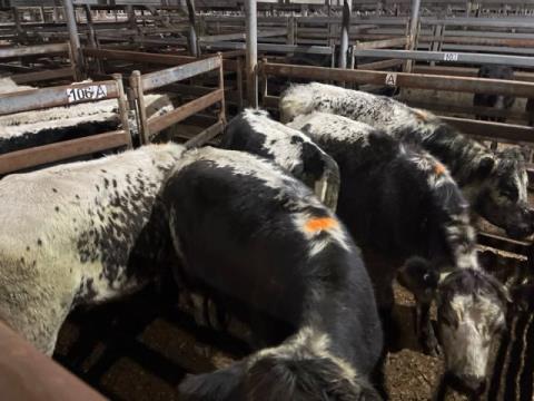 170 · 5 Speckle Park X Grown Steers