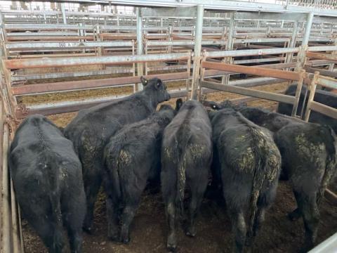 079 · 6 Angus Weaner Heifers