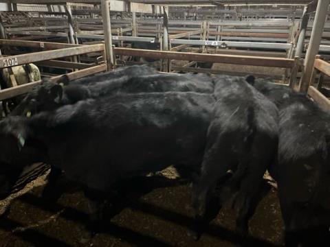 171 · 5 Angus X Grown Steers