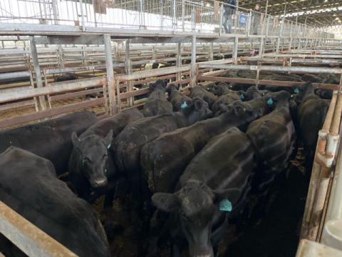 275 · 14 Angus X Grown Heifers