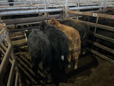 080 · 4 Angus X Weaner Heifers
