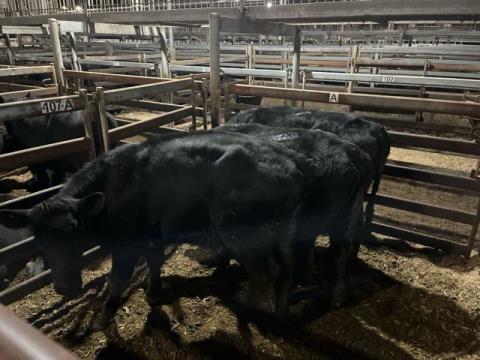 172 · 3 Angus X Grown Steers