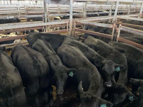 276 · 8 Angus X Grown Heifers