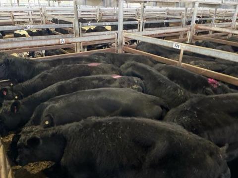 277 · 6 Angus X Grown Heifers