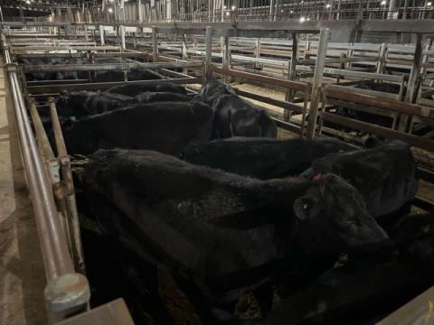 173 · 10 Angus X Grown Steers