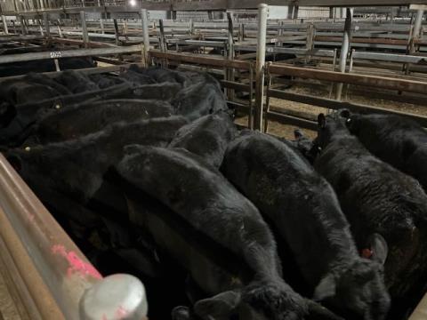 174 · 20 Angus X Grown Steers