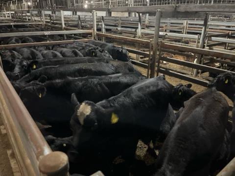 175 · 20 Angus X Weaner Steers