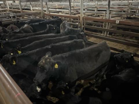 176 · 22 Angus X Weaner Steers