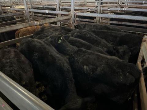081 · 9 Angus X Angus Weaner Heifers