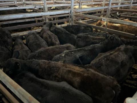 082 · 13 Angus X Angus Weaner Heifers