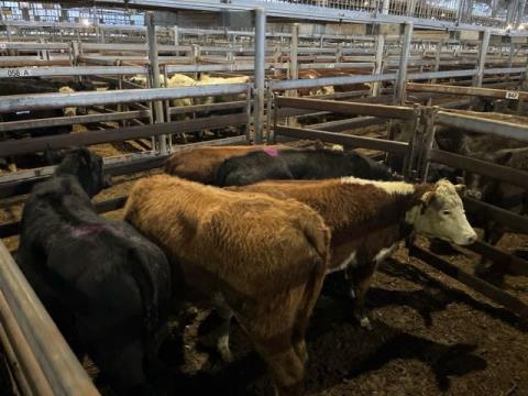 083 · 3 Hereford Weaner Heifers